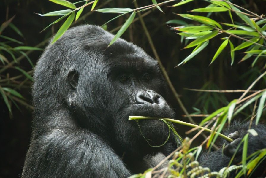 Slide Image